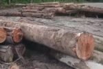 Ratusan Kubik Kayu Mekanis di SP 3 Sungai Rangit Jadi Sorotan Warga 88975c8f fa5f 4976 9a34 6c90f502e6ce