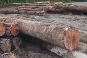 Ratusan Kubik Kayu Mekanis di SP 3 Sungai Rangit Jadi Sorotan Warga 88975c8f fa5f 4976 9a34 6c90f502e6ce