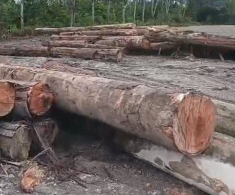 Ratusan Kubik Kayu Mekanis di SP 3 Sungai Rangit Jadi Sorotan Warga 88975c8f fa5f 4976 9a34 6c90f502e6ce