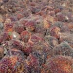 Harga TBS Sawit Mulai Menguat, Petani di Kotawaringin Barat Merasa Lega img 20260811 wa0031