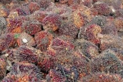 Harga TBS Sawit Mulai Menguat, Petani di Kotawaringin Barat Merasa Lega img 20260811 wa0031